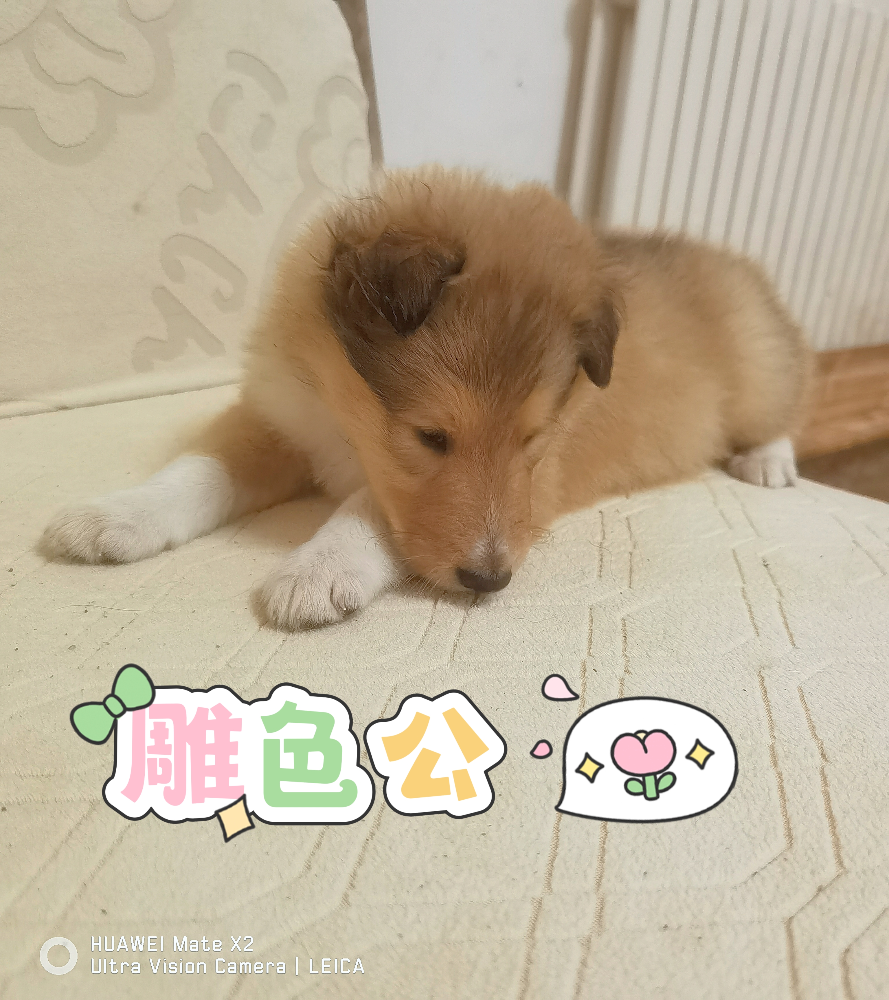 纯种美系双血统苏格兰牧羊犬